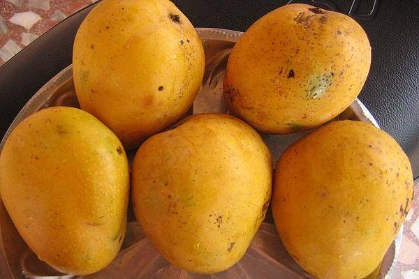 Манго — царский фрукт