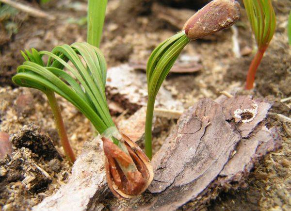 Кедр на садовом участке: как правильно посадить и вырастить дерево из орешка или саженца