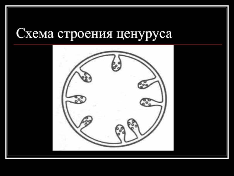 Какие бывают болезни овец и их лечение  для предупреждения осложнений