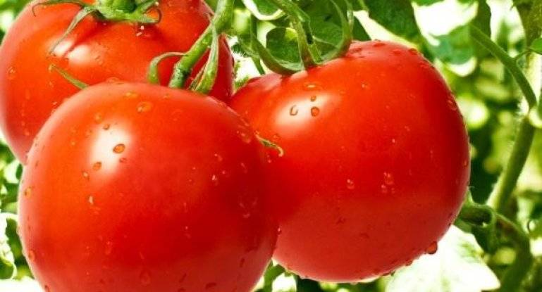 Безрассадный способ выращивания определенных сортов томатов в открытом грунте 