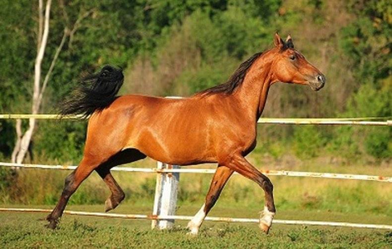 Как подобрать лошадь. Арабская порода кохейлан. Арабский скакун сиглави. Кохейлан сиглави лошадь. Кохейлан арабская лошадь.