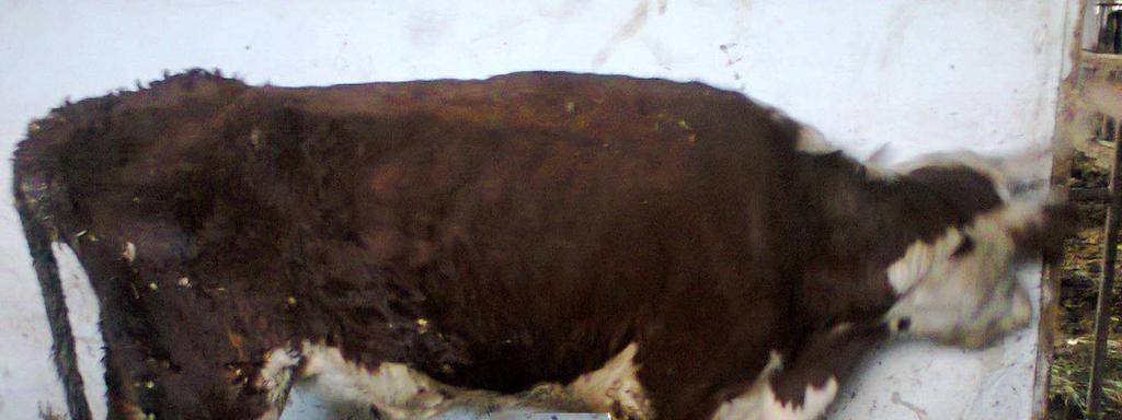 Гост 26073-84 животные сельскохозяйственные. методы лабораторной диагностики паратуберкулеза