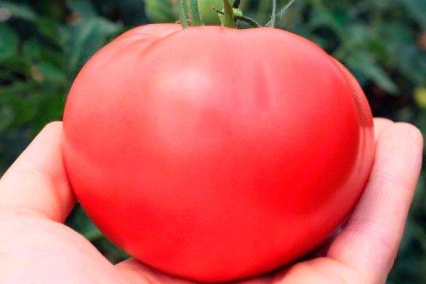 С грядки с любовью: сердцевидные сорта томатов с фото и описанием