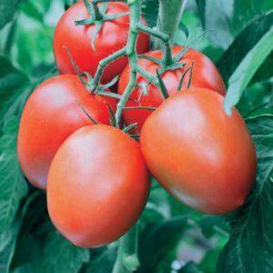 Канопус томат — раскрываем суть