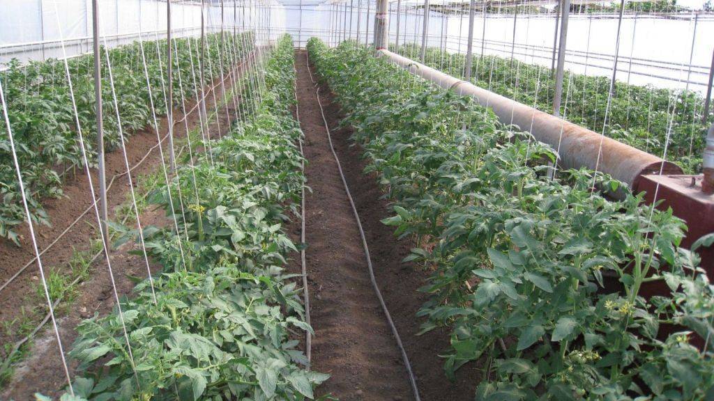 Выращивание томатов в теплице: как правильно ухаживать