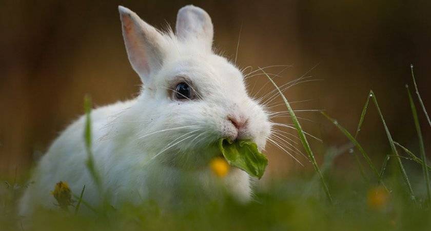 Способы кормления крольчат без крольчихи