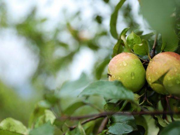 Яблоня солнышко — описание сорта, фото, отзывы