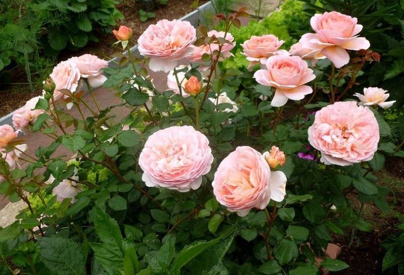 Нежность и грация в саду: тонкости посадки и ухода за плетистой розой полька