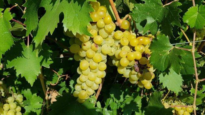 Виноград мускат: 100 фото столовых сортов винограда и особенности его переработки в вино