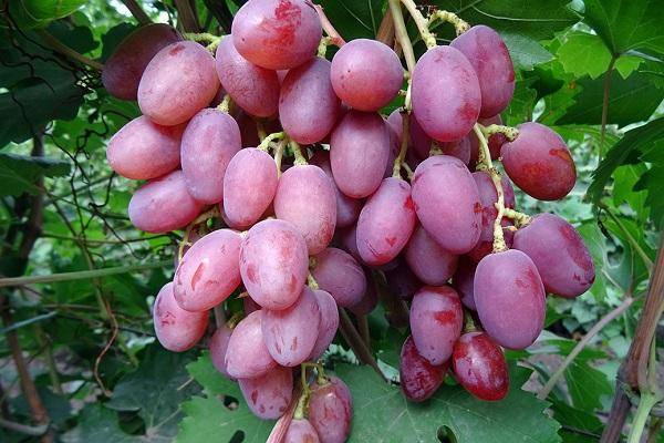 Описание винограда сорта денисовский, правила посадки и ухода