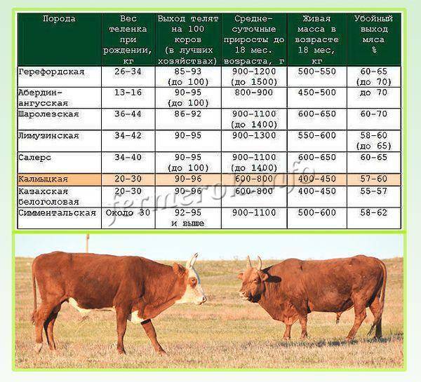 О калмыцкой породе коров и быков: описание и характеристики, содержание, уход