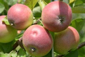 Лучший среди зеленых яблок — сорт ренет симиренко