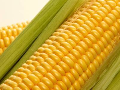 К чему относится кукуруза
