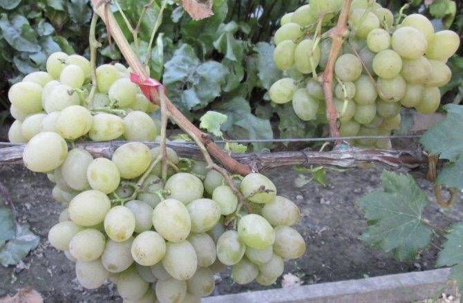 Виноград красотка: выращиваем без проблем