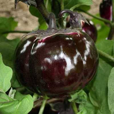 Баклажан клоринда: описание и характеристика сорта, урожайность с фото