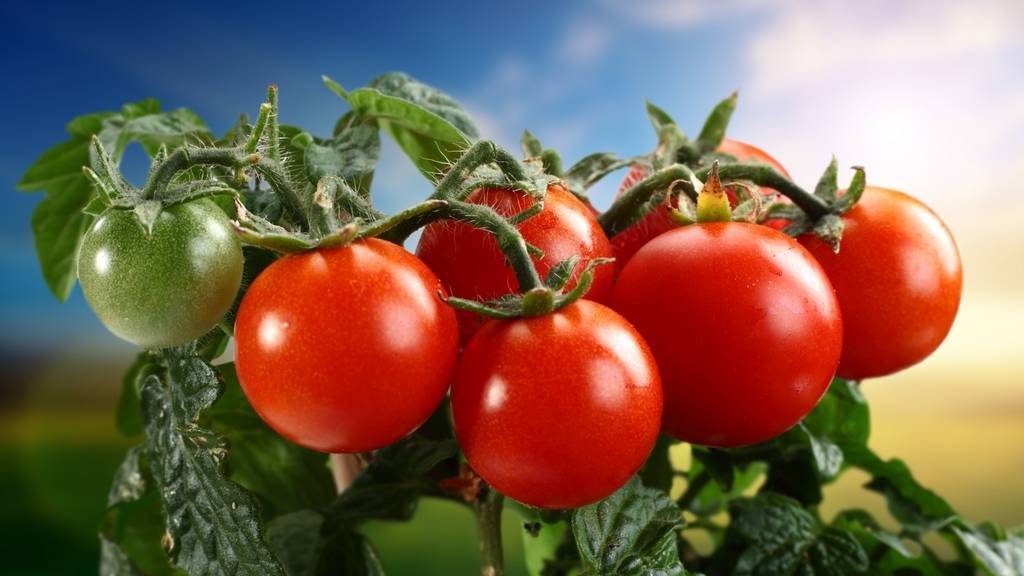 Технология выращивание томатов