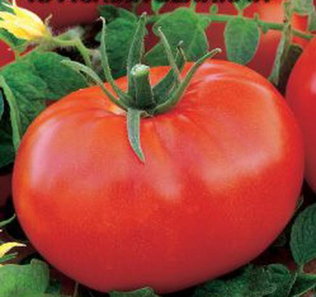 Как выращивать томат «бугай красный»