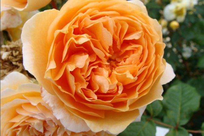 Почему роза не цветёт: спасаем королеву сада