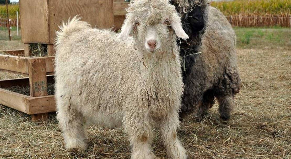 Описание и молочность коз камерунской породы, условия их содержания