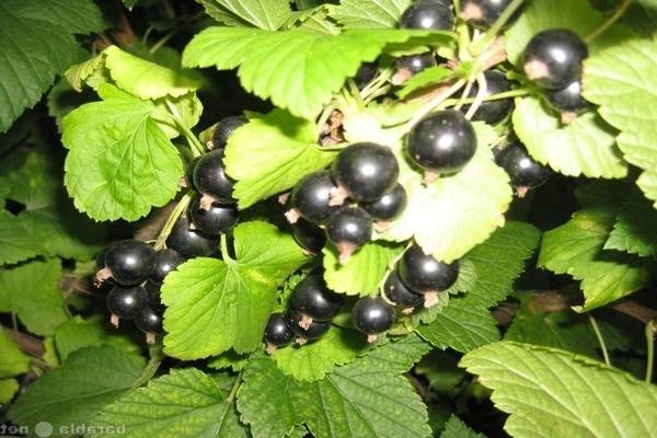Чёрная смородина пигмей: уральская стойкость растения и южная нежность ягод