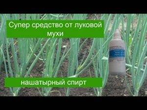 Правильный полив лука: как часто и сколько нужно поливать лук, соль и нашатырь от луковой мухи