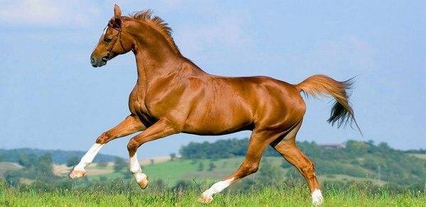 Описание белорусской упряжной лошади