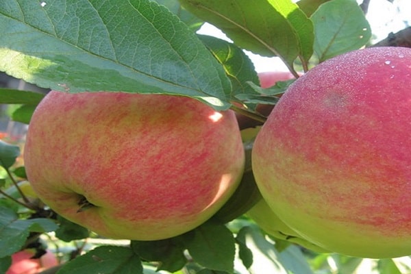 Описание сорта яблонь Толунай и характеристика морозоустойчивости и урожайности