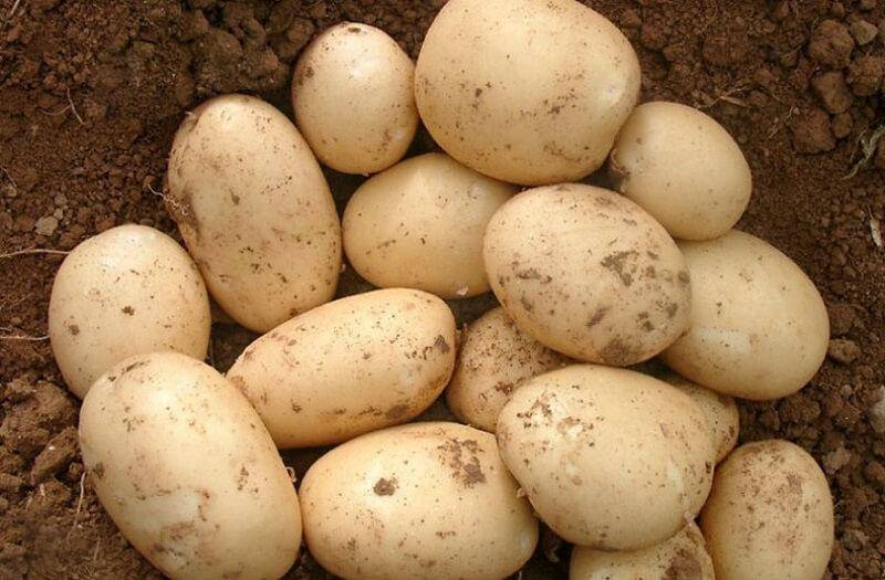 Срок созревания картофеля от посадки до сбора урожая: период вегетации