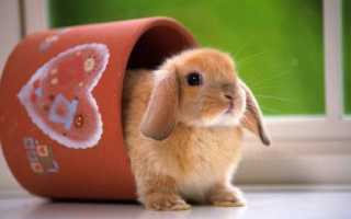 Как правильно подстричь когти кролику в домашних условиях: пошаговая инструкция