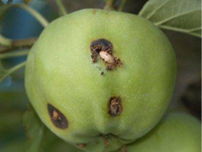 Как должна выполняться обработка яблонь осенью от вредителей и болезней?