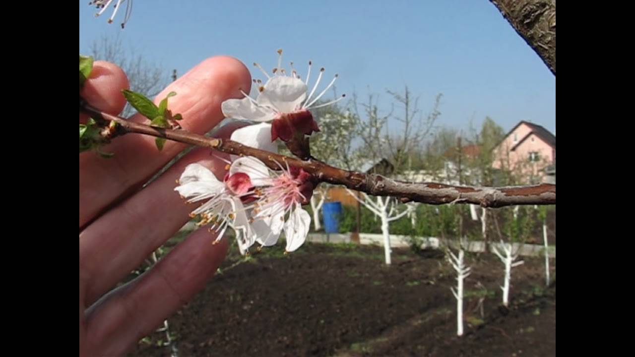 Почему не цветет и не плодоносит дерево абрикоса