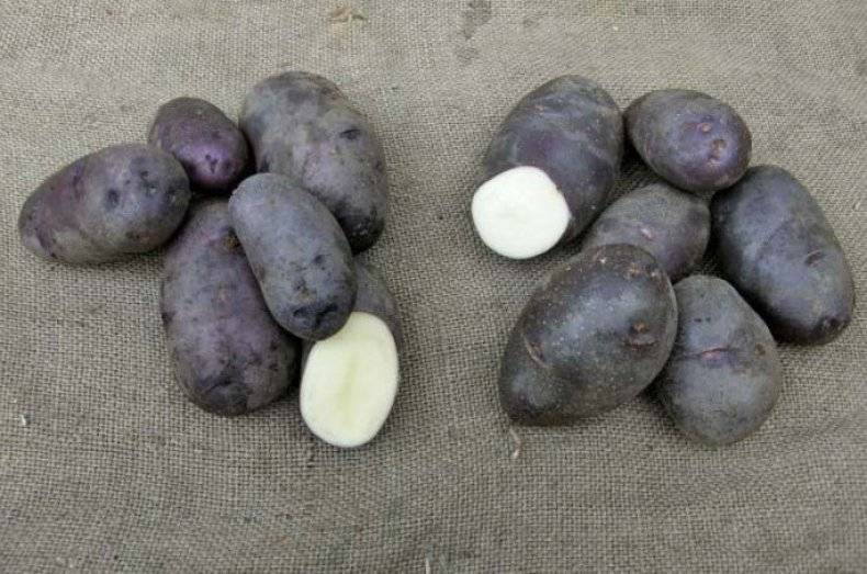 Описание сортов черного картофеля, особенности выращивания и ухода