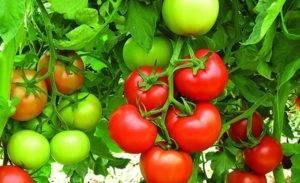 Высокорослый гибрид томатов «краснобай f1». какие его преимущества?