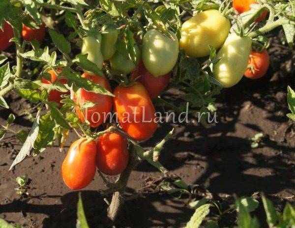 Характеристика и описание сорта томата Банан оранжевый