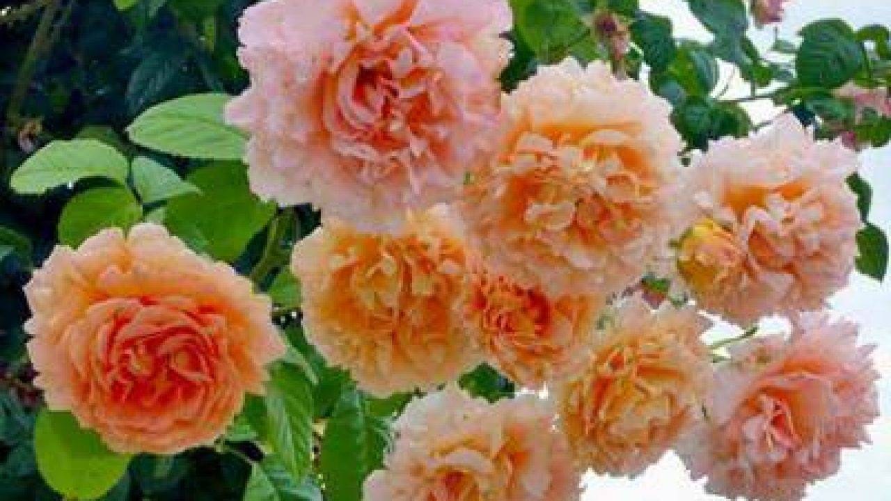 Роза фламентанц (flammentanz) — посадка и уход, как обрезать после цветения