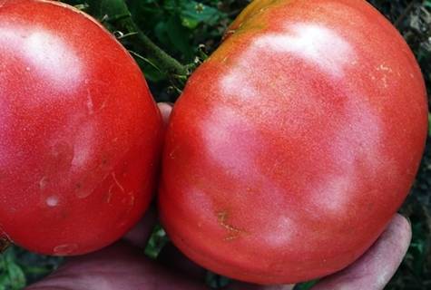 Характеристика и описание сорта помидоров абаканский розовый