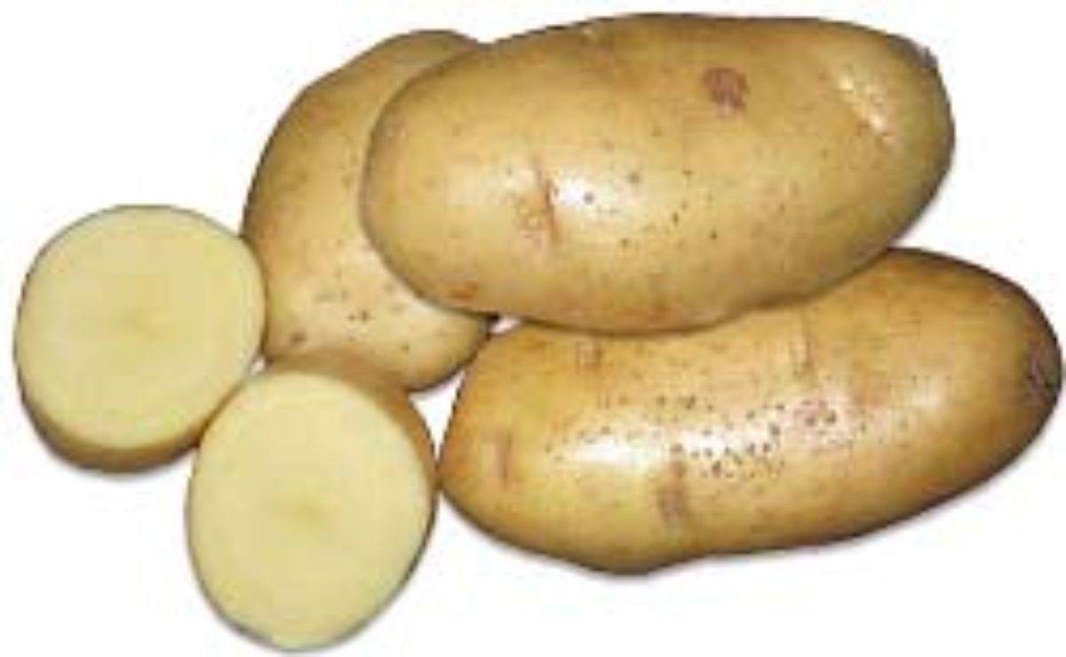 Картофель санте