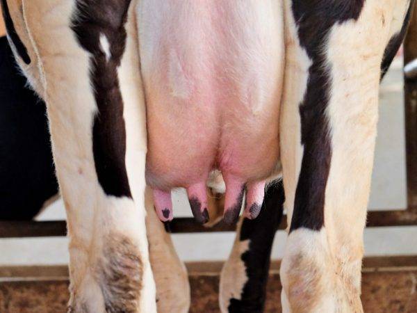 Бородавки на вымени у коровы