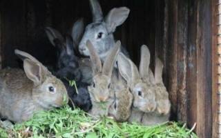 Разведение кроликов в домашних условиях: на что обратить внимание?