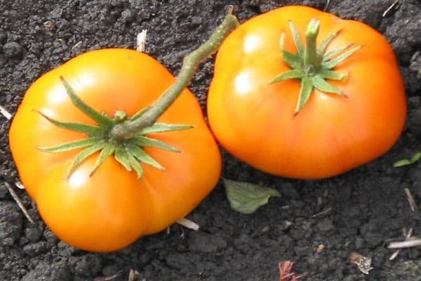 Описание сорта томата Граф Орлов, его выращивания и урожайность