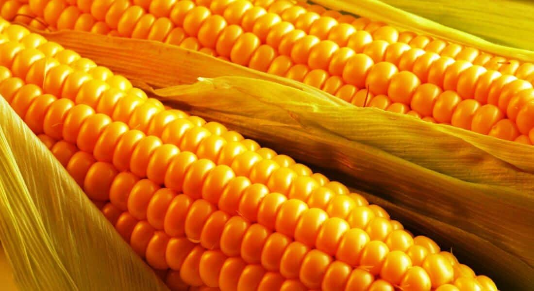 Лучшие сорта кормовой кукурузы