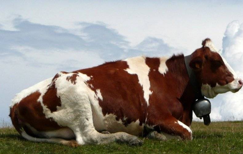 Почему корова сильно потеет, причины и методы лечения