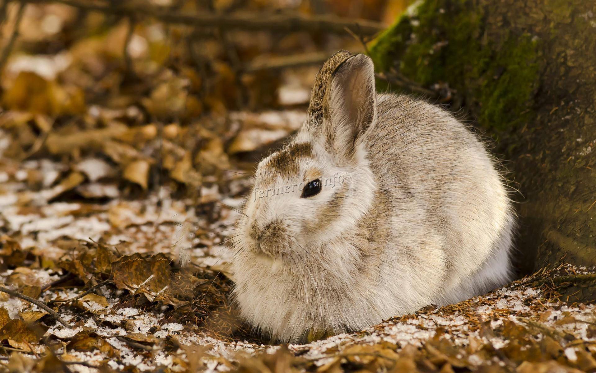 Сколько живут декоративные кролики в домашних условиях?