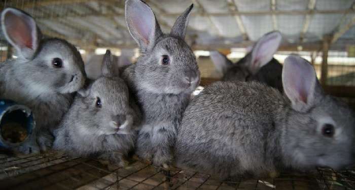 Кролик породы баран — описание и особенности породы