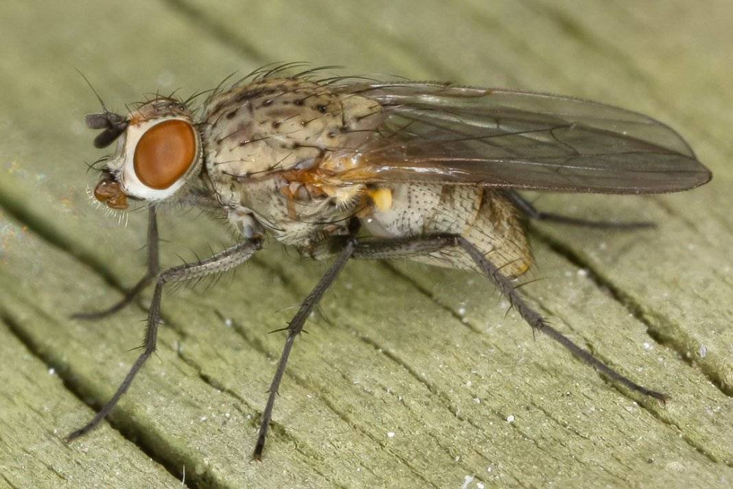 Морковная муха и борьба с ней