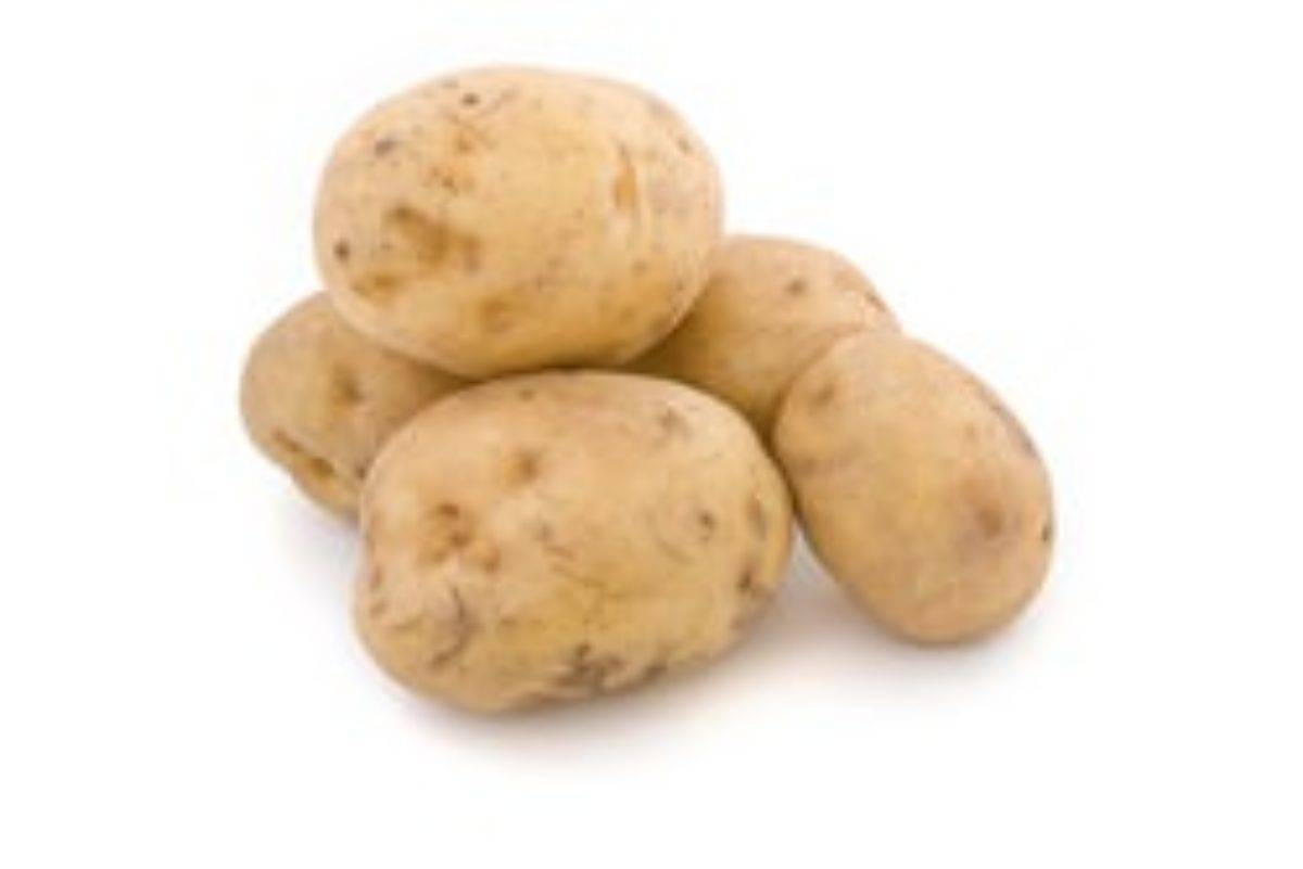 Сорт картофеля с гарантированным урожаем на любой почве и в любом климате — «удача»