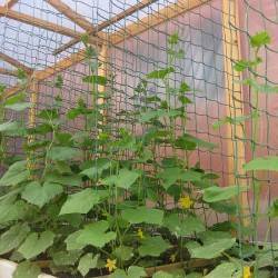 Выращиваем огурцы на шпалере в открытом грунте — секреты богатого урожая