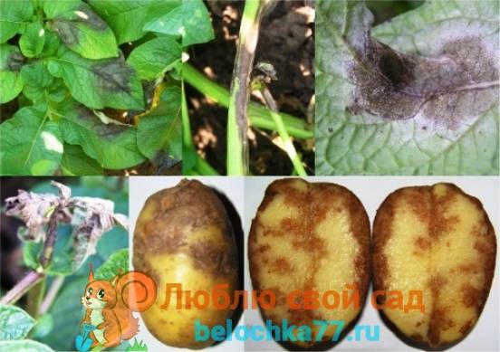 Болезни картофеля — описание и методы лечения