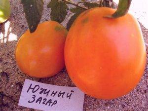 Сорта жёлтых и оранжевых томатов с фото и описанием
