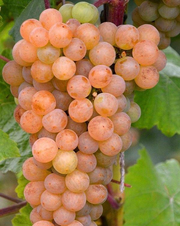 Особенности винограда сорта солярис